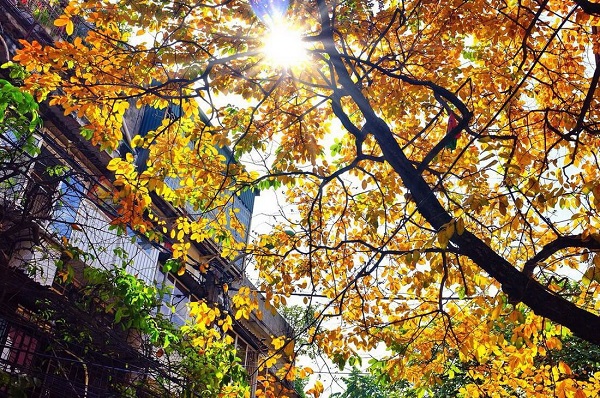 Mùa thu là mùa đẹp nhất của Hà Nội, kéo dài từ tháng 8 đến tháng 10
